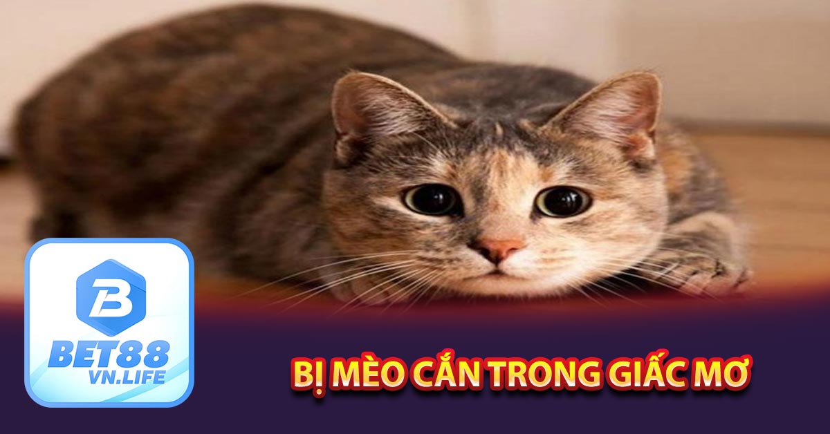 Bị mèo cắn trong giấc mơ